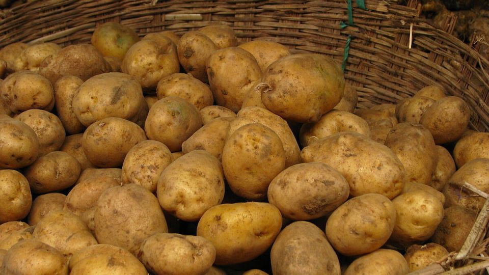 Идеальные сорта картофеля для пюре