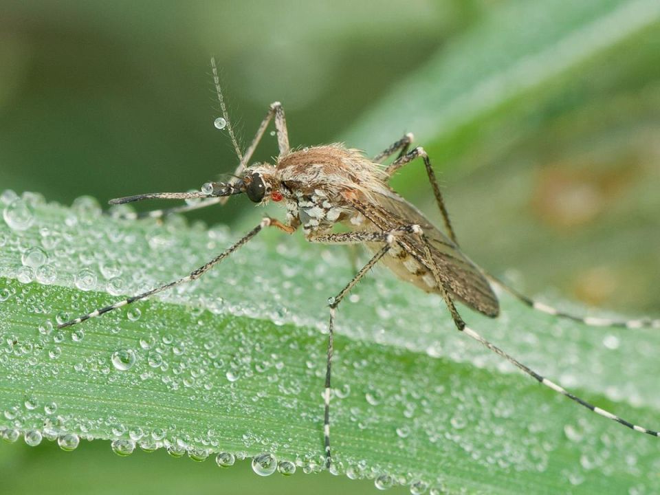 Как сделать ваш сад непривлекательным для комаров: секреты зелёной защиты