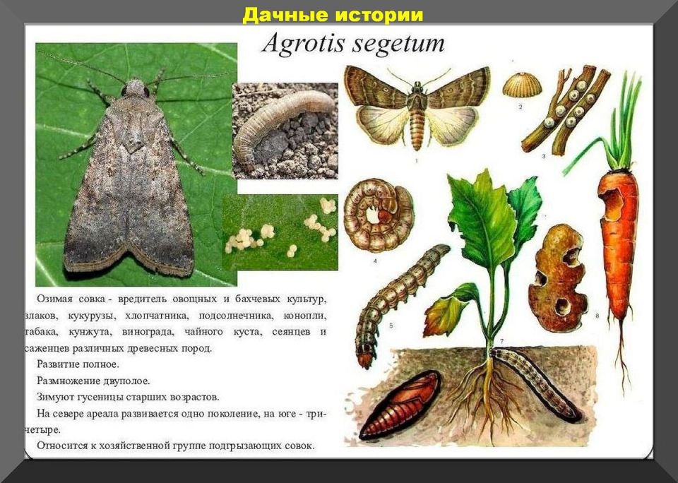 Незаменимые советы для дачников: 50 вопросов и ответов