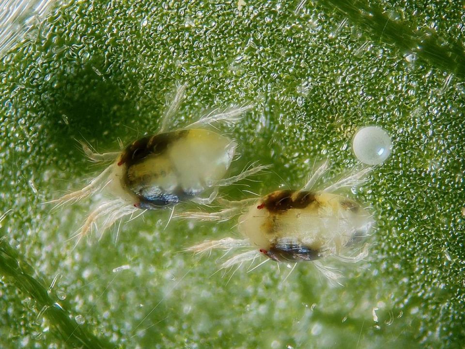 Как победить паутинного клеща: простые и безопасные методы