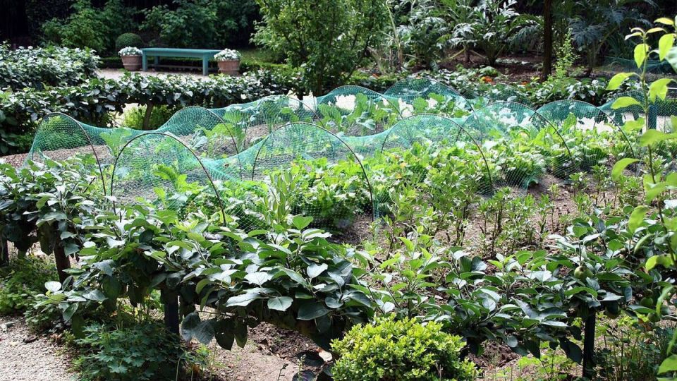 Как эффективно решить проблему мусора на даче: лучшие советы