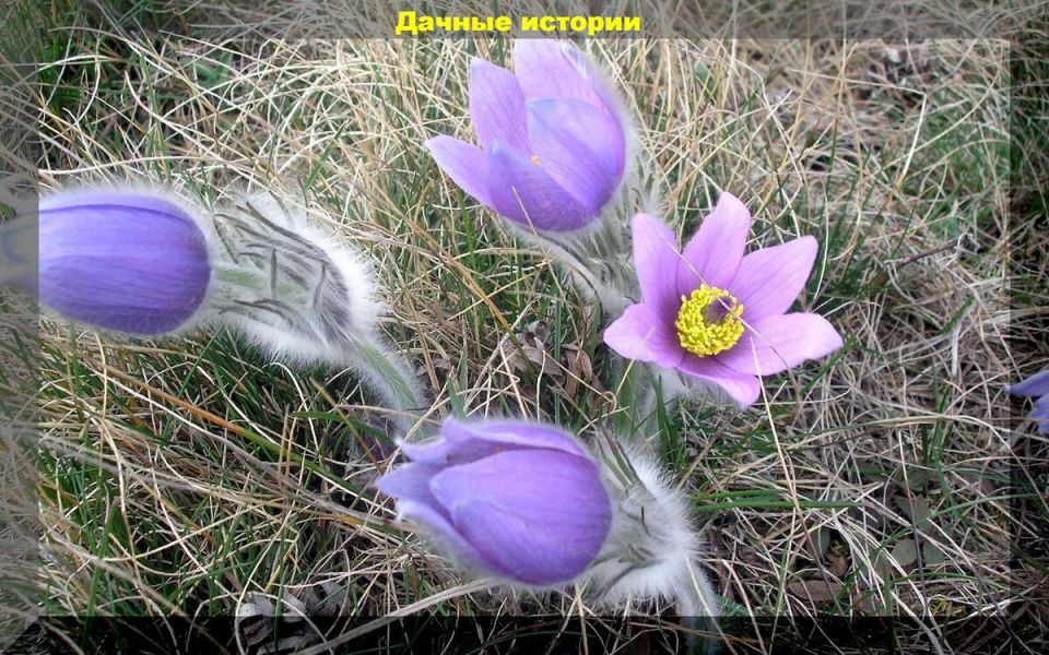 Прострел: красавец весеннего сада, за которым легко ухаживать