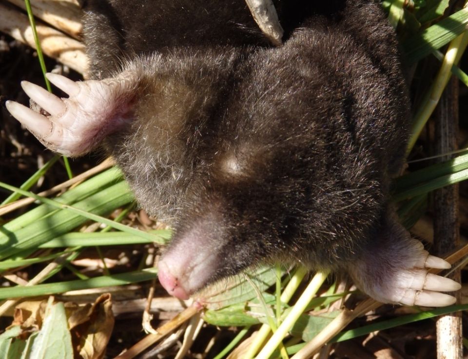 Кроты в огороде: соседи или враги?