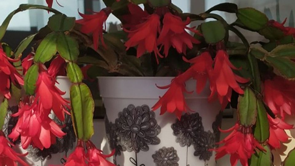 Как успешно укоренить декабрист: проверенные советы заботливого цветовода