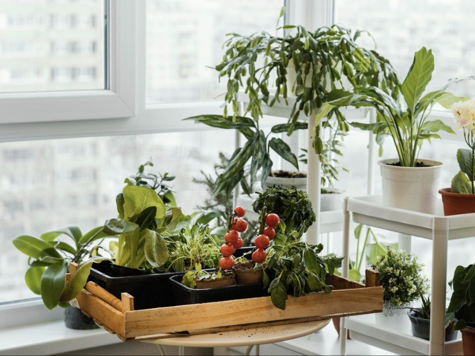 Как создать огород на балконе: советы для зимнего выращивания овощей
