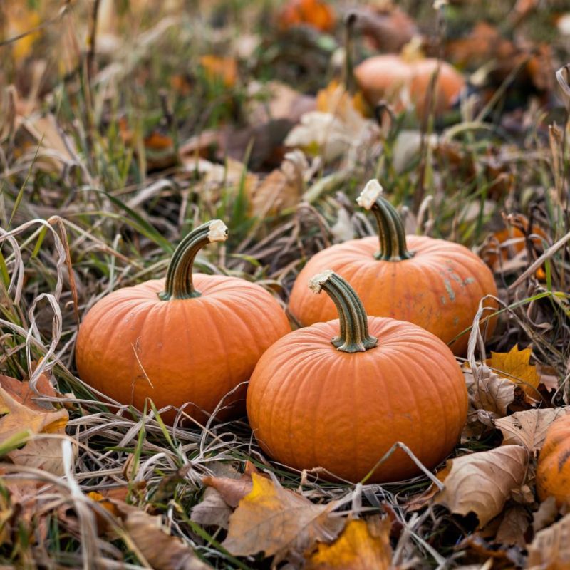 Как добиться богатого урожая тыквы без лишних усилий