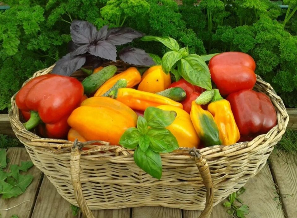 Досвітня агрономия: посадка перца в январе 2025 года, выбор сортов и условия роста