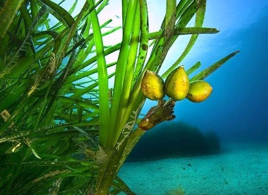 Погружение в красочный подводный мир морских лугов