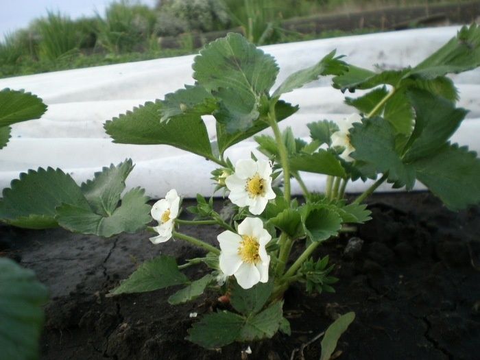Три распространенные ошибки при уходе за клубникой весной