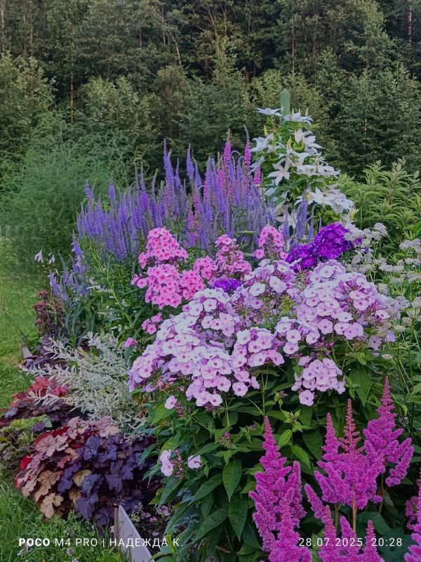 Флокс в саду: как создать идеальные цветовые сочетания