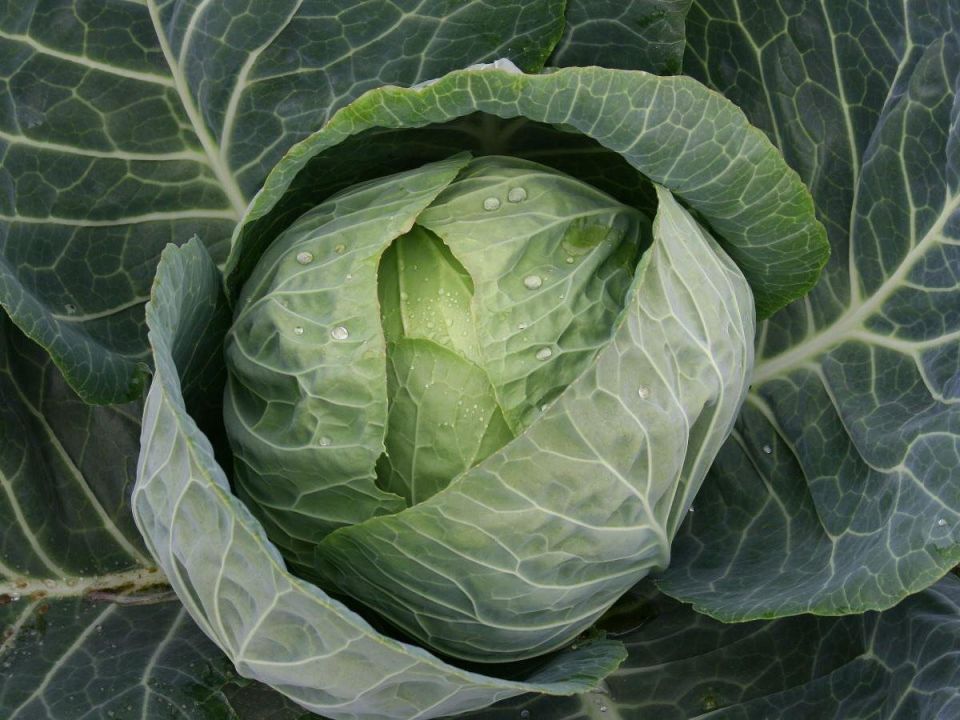 Секреты идеальной капусты: как добиться сочности и крепости на вашем участке