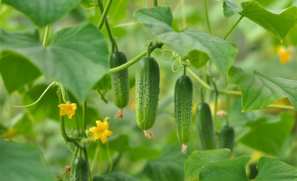 Как предотвратить пустующие грядки: простые решения для садоводов