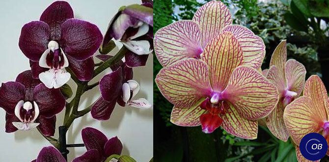 Как полив лимонным раствором может вернуть жизнь орхидеям и повысить их цветение