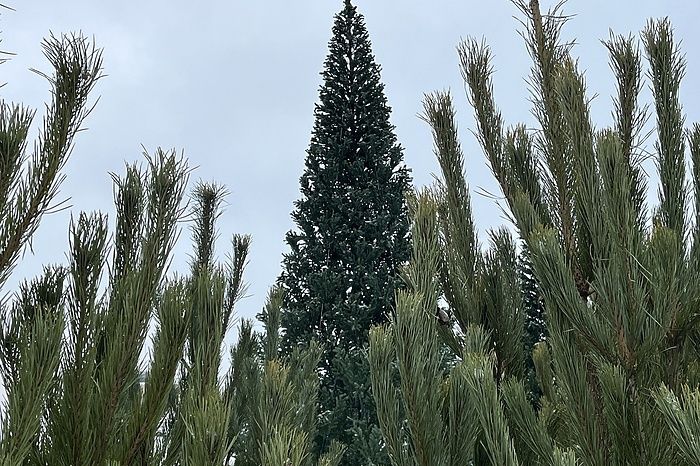 Новые законодательные изменения: что ждет россиян в декабре 2025 года?