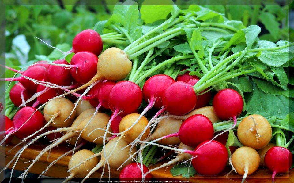 Как вырастить идеальный редис: советы, которые помогут получить обильный урожай