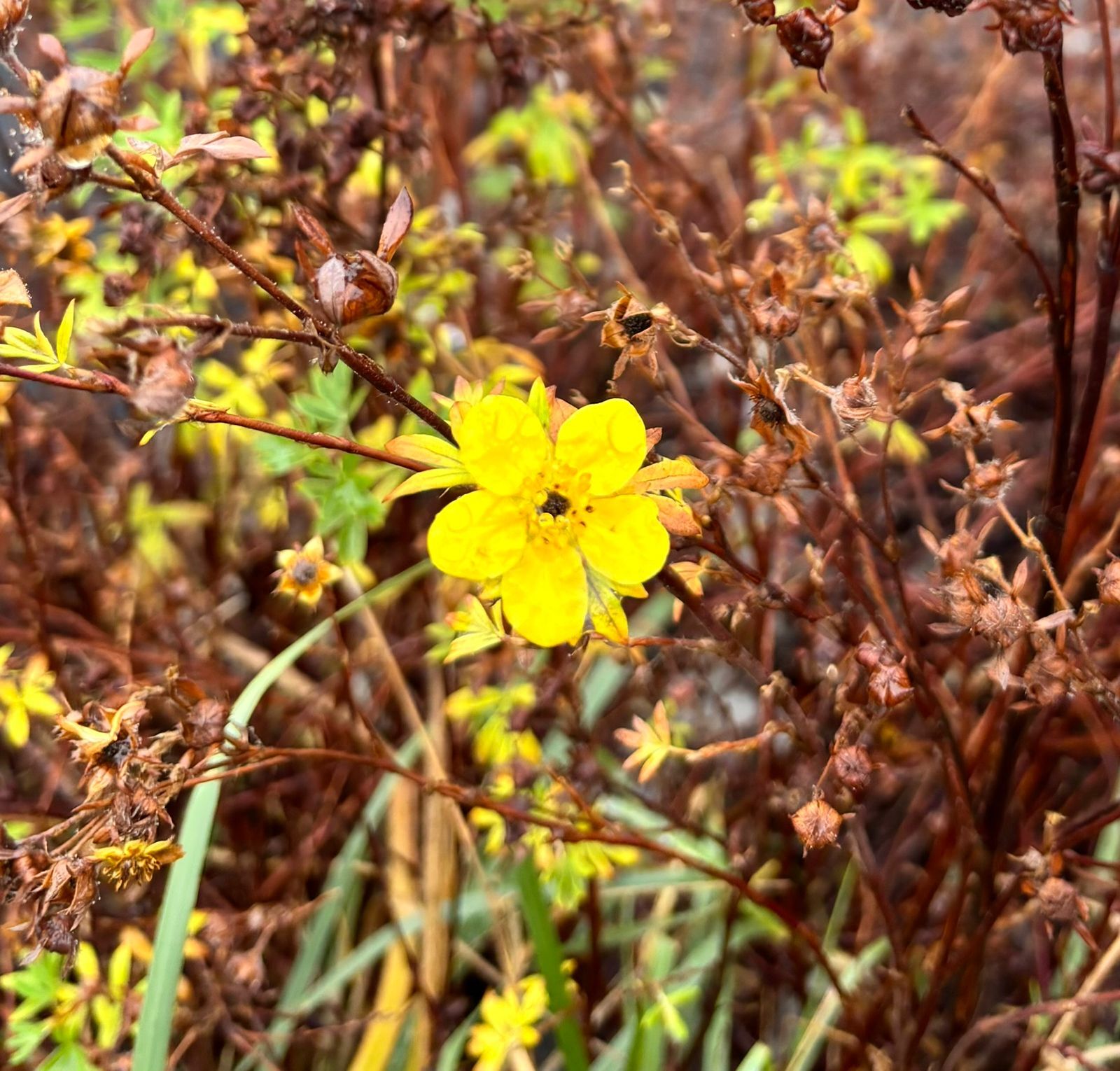 По информации ЕДДС и данным Мордовского центра по гидрометеорологии и мониторингу окружающей среды По информации ЕДДС и данным Мордовского центра по гидрометеорологии и мониторингу окружающей среды