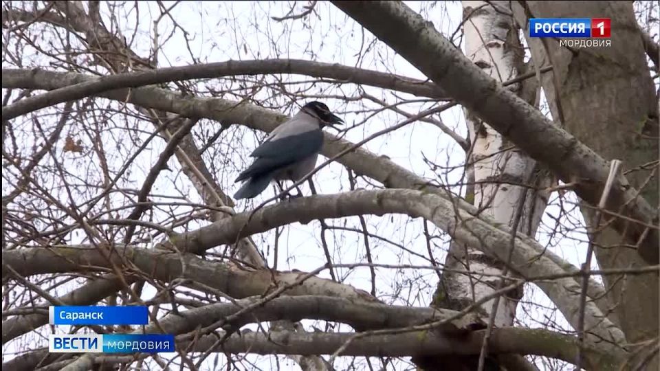 Когда ждать снега? Прогноз погоды на декабрь от мордовских гидрометеорологов