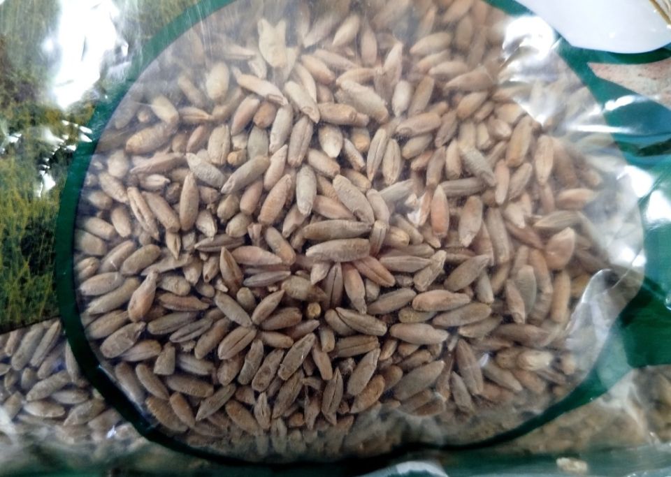 Озимая рожь как сидерат: ваш секрет успешного огорода