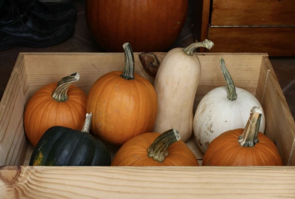 Как правильно хранить тыкву: советы для квартиры