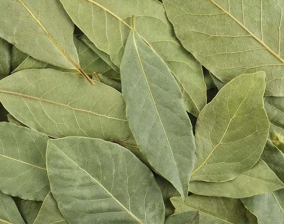 Лавровый лист: секреты кухонной классики и полезные свойства
