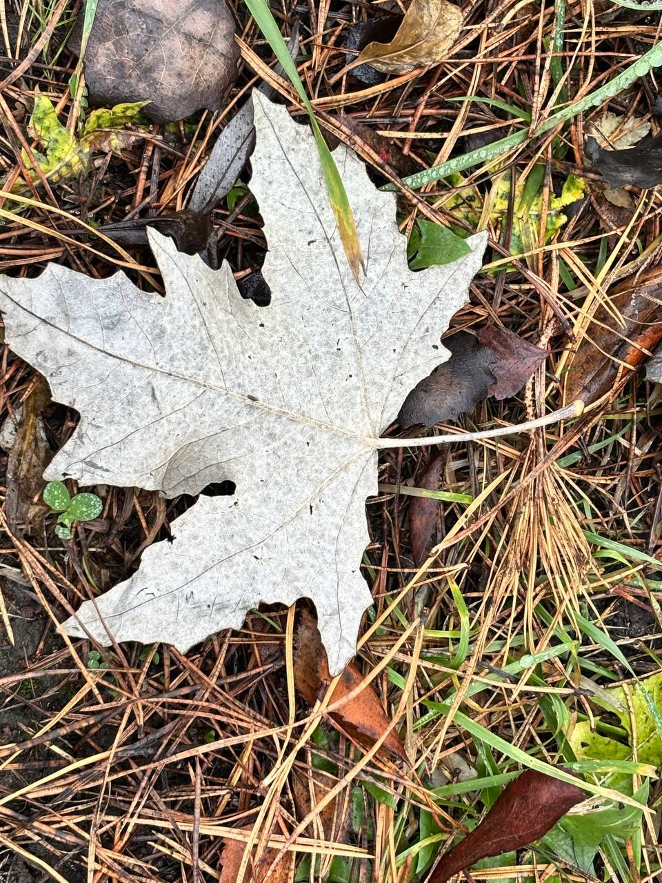 По информации ЕДДС и данным Мордовского центра по гидрометеорологии и мониторингу окружающей среды По информации ЕДДС и данным Мордовского центра по гидрометеорологии и мониторингу окружающей среды