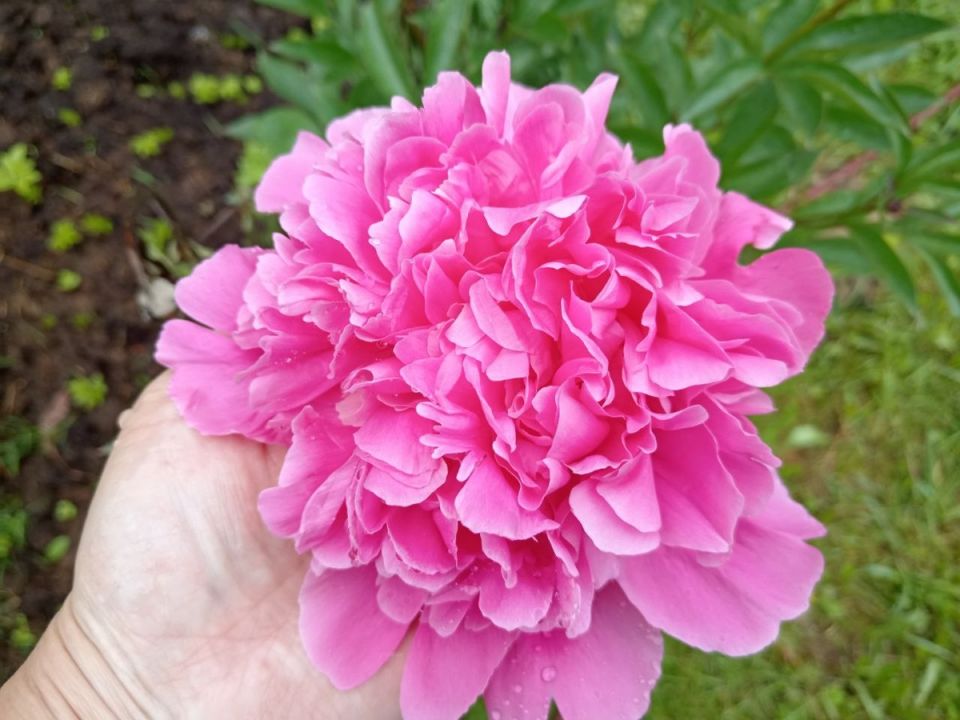 Как справиться с болью в спине после работы в теплице: советы и эффективные средства