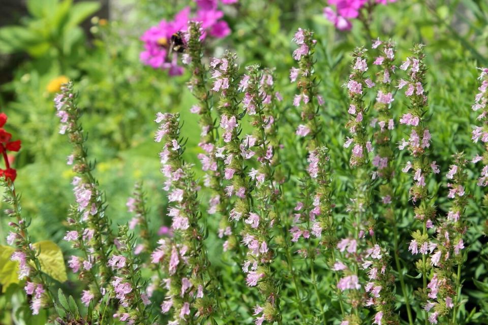 Как вырастить иссоп: секреты ухода и применения в гастрономии