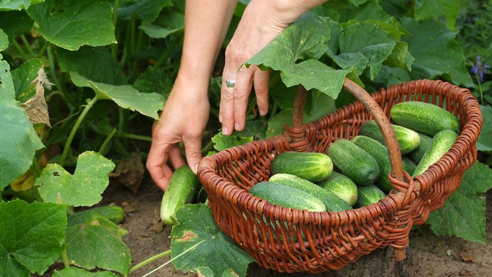 Не горчат и растут как бешеные: эти сорта огурцов вас не разочаруют