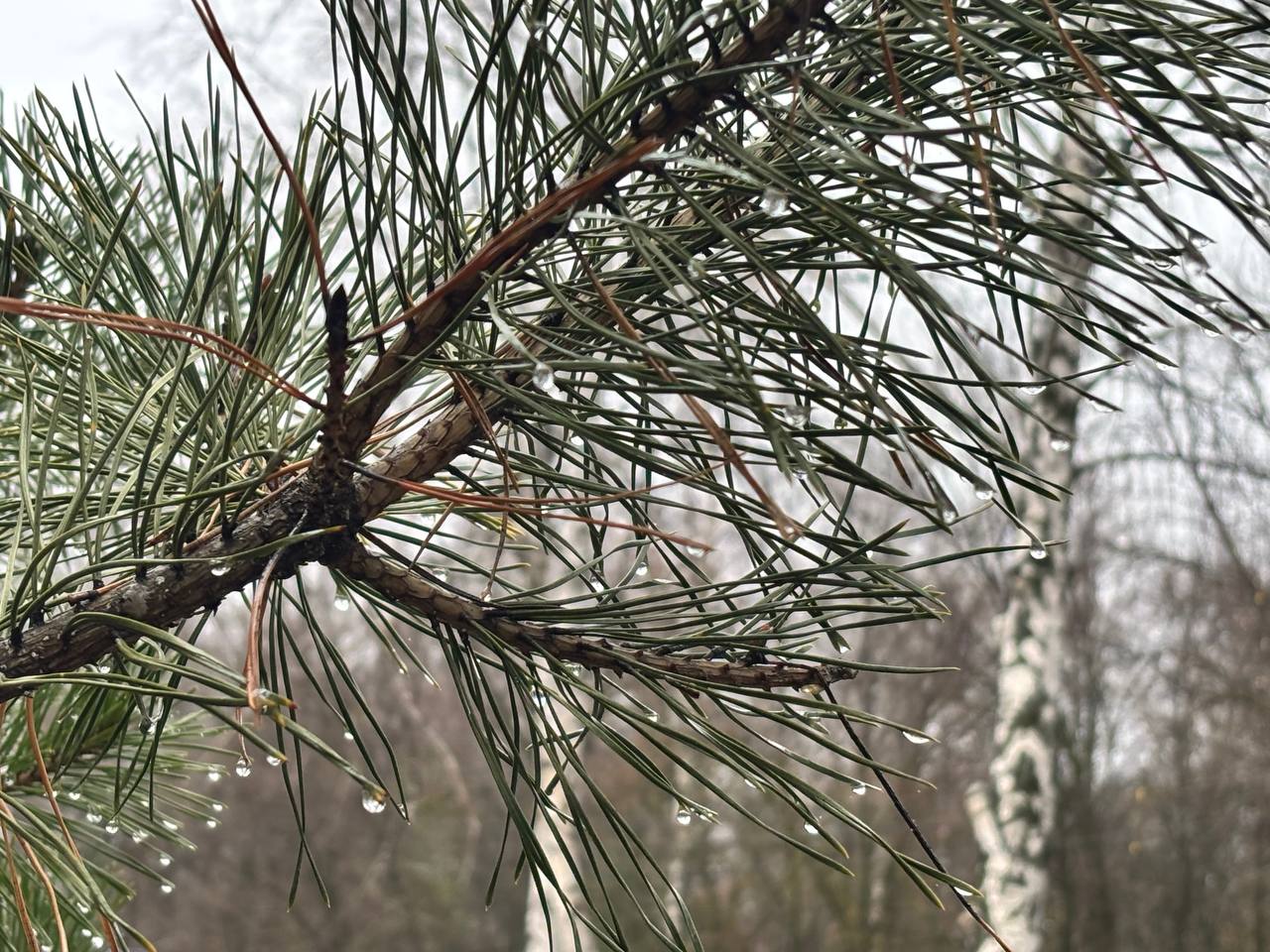 По информации ЕДДС и данным Мордовского центра по гидрометеорологии и мониторингу окружающей среды По информации ЕДДС и данным Мордовского центра по гидрометеорологии и мониторингу окружающей среды