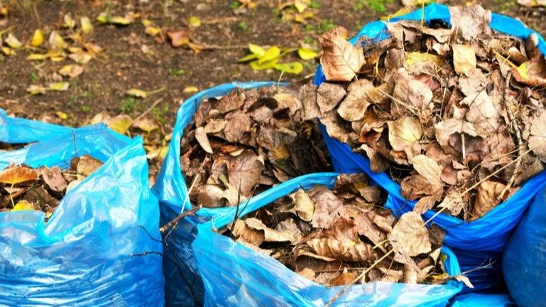 Как превращение опавших листьев в удобрения может увеличить урожайность вашего огорода
