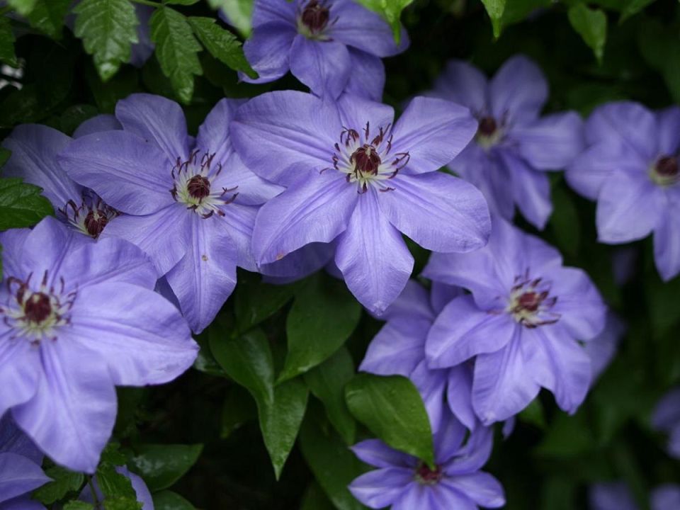 Почему ваш клематис не цветет: простые решения для ухода