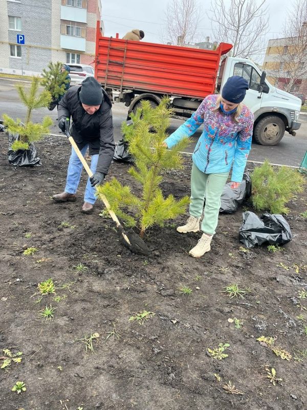 В ЖК "Восточный" высадили аллею хвойных деревьев
