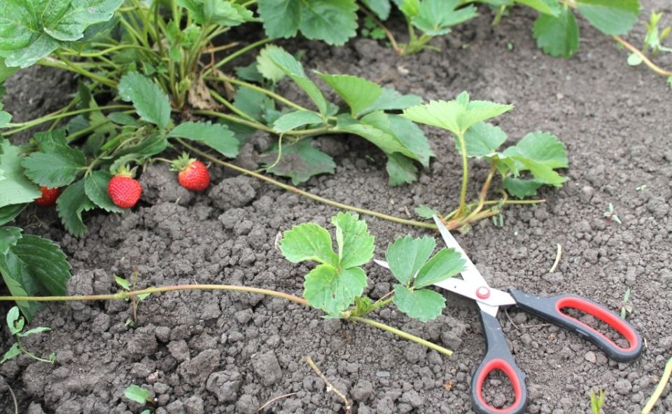 Как правильно обращаться с усами клубники: секреты успешного урожая