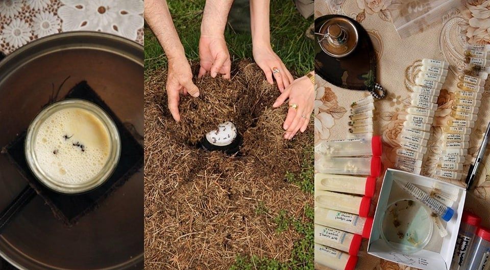 Уникальный йогурт с муравьями: гастрономическая находка из прошлого