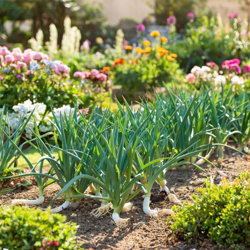 Как вырастить лук, который не подведет: 7 секретов успешного урожая