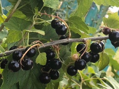 Секреты весенней обработки смородины: как сода может спасти ваш урожай