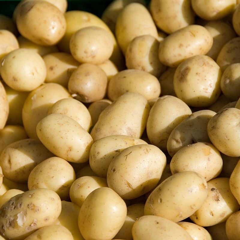 Как вырастить картофель с рекордным урожаем: секреты ранних всходов