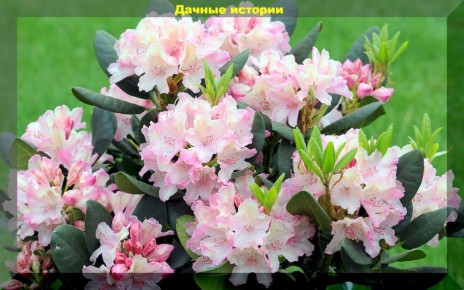 Как создать красивый и незатейливый сад: лучшие декоративные кустарники