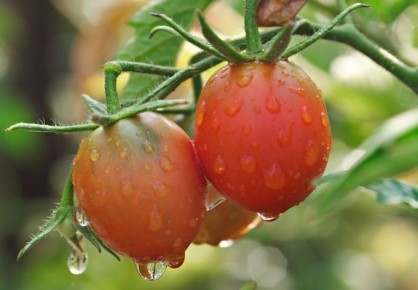 Как правильно поливать томаты во время дождя: советы профессионалов