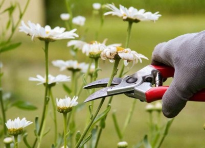 Сезонная обрезка растений: ключевые моменты для успешного сада