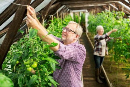 Почему резиновая лента — лучший выбор для подвязывания помидоров в теплице?