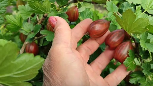 Секреты успешного выращивания крыжовника: как добиться щедрого урожая без лишних усилий