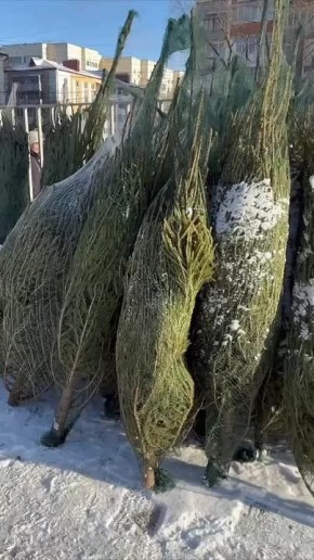 Ёлочные базары открылись в Саранске