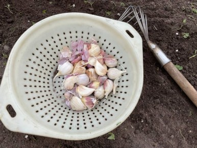 Чеснок: новый способ посадки, который завоевывает популярность среди огородников