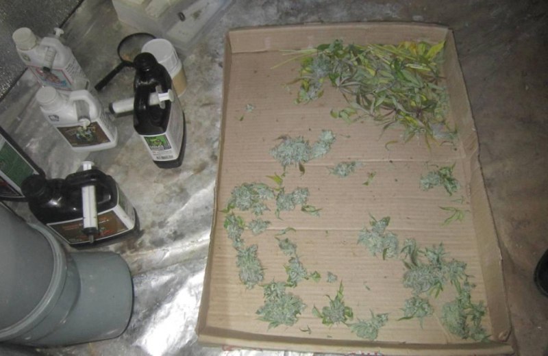 Оперативники УНК МВД по Республике Мордовия обнаружили на чердаке доме жителя Рузаевки горшки с произрастающей коноплей и марихуану, хранящуюся в ведре и контейнерах от шоколадных яиц Оперативники УНК МВД по Республике Мордовия обнаружили на чердаке доме жителя Рузаевки горшки с произрастающей коноплей и марихуану, хранящуюся в ведре и контейнерах от шоколадных яиц