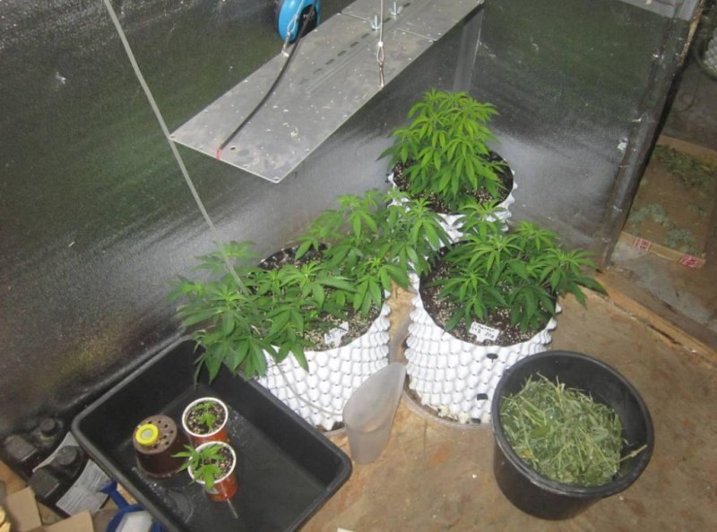 Оперативники УНК МВД по Республике Мордовия обнаружили на чердаке доме жителя Рузаевки горшки с произрастающей коноплей и марихуану, хранящуюся в ведре и контейнерах от шоколадных яиц Оперативники УНК МВД по Республике Мордовия обнаружили на чердаке доме жителя Рузаевки горшки с произрастающей коноплей и марихуану, хранящуюся в ведре и контейнерах от шоколадных яиц