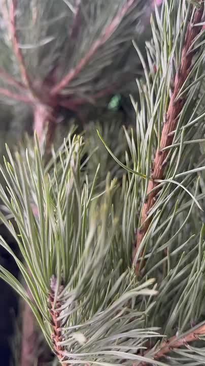 В Саранске открылись ёлочные базары