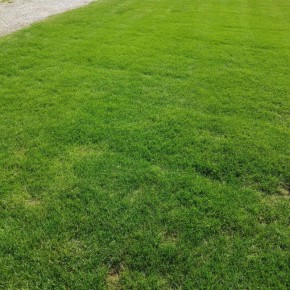 Как создать идеальный газон: эффективные стратегии борьбы с сорняками