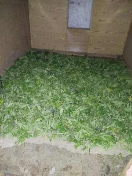 В Мордовии осужден наркоагроном, хранивший на заброшенной даче более 2 килограммов марихуаны