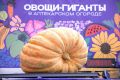 Огромные тыквы завоевывают популярность в России: рекорды урожая в 'Аптекарском огороде'